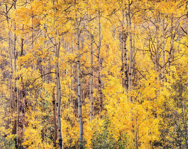 Christopher Burkett - Golden Aspens and Afternoon Sunlight, Colorado - Cibachrome Photograph - 30 x 40 inches