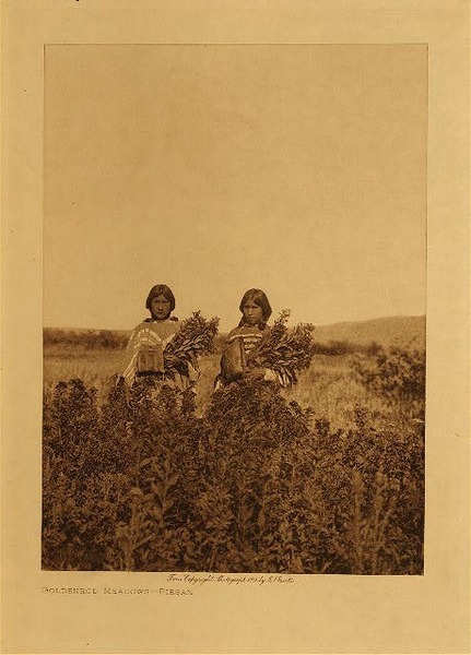 Edward S. Curtis - Goldenrod Meadows - Piegan - Vintage Photogravure - Volume, 12.5 x 9.5 inches - In this Edward S. Curtis photo two young Piegan maidens collects goldenrods in the meadow. The look forward to the camera inquisitively. Edward Curtis took this photo in 1911 for his 6th volume of the Native American Indian. It is printed on Japon Vellum and available for sale in our Aspen Art Gallery.