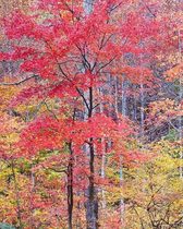 Christopher Burkett - Vivid Red Maple, Virginia - Cibachrome Photograph - 30 x 40 inches