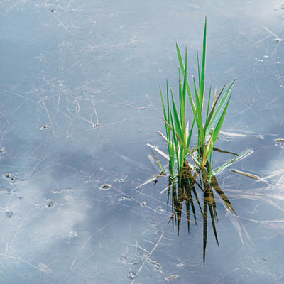 Christopher Burkett - Spring Grass and Rainpool, Oregon - Cibachrome Photograph - 30 x 30 inches