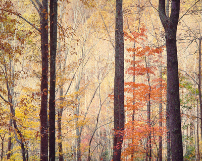 Christopher Burkett - Appalachian Forest Sunrise, Virginia - Cibachrome Photograph - 30x 40 inches - Sizes Available: <br>20x24 inches (matted 28 x 32 inches) <br>30x40 inches (matted: 40 x 46 inches) <br>40x50 inches (matted: 58 x 66 inches) <br> <br>Here's what Christopher Burkett says about this image: <br> <br>In autumn, 1991, Ruth and I went on a very productive photo trip across the USA. At this point we were about three weeks into our trip and found ourselves in Virginia in late October exploring the photographic potential along the Blue Ridge Parkway. We were about mid-way in the Parkway when the light was fading and we needed to find a place to camp for the night. <br> <br>We had recently purchased a used Okanagan camper van, which was self contained and gave us more options than pitching the small tent we used in 1987. We found a gravel side road that went steeply off the south side of the Parkway and found a wide, flat spot at the apex of one of the turns where we pulled over, cooked dinner and went to sleep. Arising before daybreak, I left the van and walked up and down the mountainside road a bit as the world started to light up with the break of day. <br> <br>I could see that this beautiful forested area was full of promise. And thankfully, there was no wind whatsoever… the bane of 8x10” photographers.(Smaller f/stops and longer shutter speeds are necessary to get enough depth of field with these large cameras.)This was going to be a day to remember. <br> <br>This was actually the third photograph I made that morning. The first was “Glowing Appalachian Forest,” when the soft early morning light was beginning to fill the forest. The second was “Yellow Maple, Forest and Light,” when the sunlight was starting to hit the ridge beyond the foreground trees and then finally, this image. Each photo was created using only one exposure on a single piece of film and the three images were made within 100 yards of each other, all within the space of about 30 minutes. This couldn’t have been possible without the skilled help of Ruth, who stops the lens down to various f/stops as I focus, dusts off film holders before shooting, writes down the exposure information in our log book and helps to move equipment quickly from one spot to another. My pit stop crew of one! <br> <br>While this image was photographed in 1991, I didn’t make the first print until 2012, 21 years later. It was technically a challenge to bring this image to life as a fine print, including holding the brightest values without burning out or becoming chalky and printing the dark trunks with full detail and tonal separation. The composition, lighting and tonal values remind me of classical Chinese screen paintings. Several people told me that when they view this print they have a sense that “I’m really there, looking at the sunrise light in the forest.”