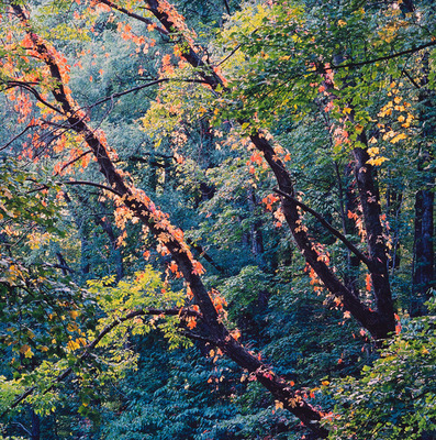 Christopher Burkett - Green Ash and Woodbine, Tennessee - Cibachrome Photograph - 30 x 30 inches
