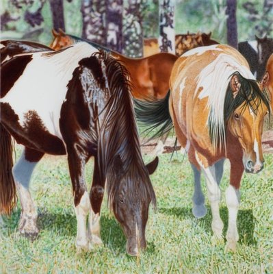 Don Coen - Resor's Ponies - Acrylic - 5 x 5 ft - “I gesso the canvas seven times and sand the surface lightly between each coat. I then start laying in the color, starting at the top and working down. I do not use any white or black, and for this reason, my paintings sometimes look like the sun is shining on the surface. All the layers of the different colors that are underneath show thru the surface, and that is what gives a richness to the colors. My paintings are an average of sixty layers of paint with almost no layers in the white areas. If the area is pure white, it is only the gesso showing. <br> <br>For instance if I were doing a black angus cow, it would be layers and layers of burnt umber, violet, ultra marine blue, and Prussian blue mixed over the darkest areas to create a deep, rich black. If you just painted a black cow black, it would be very flat and unattractive and not have any of the richness that I achieve by layering the colors. <br> <br>Also, I do not use any stencils in my airbrush paintings, as I like the soft personal line. Taped edges are very sterile and also appear uninteresting me. I also like to use a lot of pencil line work as a texture element. When I was a watercolor painter, I used a lot of pencil texture in my watercolors. I like the added dimension that the pencil gives, and the fact that you see the pencil lines when you get close but that they tend to go away as you move back from the canvas. <br> <br>I would describe my paintings as being very much like movie screens. As you move back, the colors and shapes snap into focus and the color intensifies. I was very influenced by my experiences as a child going to the movies and noticing the soft focus of the backgrounds and how the image was often cut off, forcing one to look at a certain area.” <br>-Don Coen