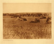 Edward S. Curtis - Plate 652 As It Was In the Old Days - Vintage Photogravure - Portfolio, 18 x 22 inches - There are few tribes that did not depend heavily upon the buffalo, whether they took advantage of the herds that were close by, or the more nomadic people groups that traveled with the migrating animals. Edward Curtis included this photogravure as a reminder of the historical herds.
<br>
<br>Similar to the first image in Volume 1, “Vanishing Race – Navaho” he includes this critical element of an important North American Indian provision, the increasing size of buffalo herds after their near decimation.
