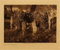 Edward S. Curtis - *50% OFF OPPORTUNITY* The Altar - Cheyenne - Vintage Photogravure - Volume, 9.5 x 12.5 inches