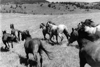 Barbara Van Cleve - At a Hard Run - Silver Gelatin Photograph - 15 5/8 x 23 1/2 inches - Barbara Van Cleve’s heritage is rich with family history and firsthand experience. Her family’s ranch, the Lazy K Bar, was founded in 1880 on the east slopes of the Crazy Mountains near Melville, Montana. Her father, Spike Van Cleve, was a unique combination of writer, poet, Harvard scholar and expert horseman-and “a pure quill Montanan” as her father once put it. <br>Barbara was raised with one brother and two sisters on the ranch where her family still continues to raise “black baldy” Angus cattle and fine registered Quarter Horses. <br>As a photographer, she has held a camera since she was 11 years old when her parents give her a “Brownie” camera and a home developing kit. Her youthful interest in photography soon grew into a lifelong commitment. Ranch work also began early for Barbara. Barely six, she could be found helping at the corrals or sitting astride a horse. Ever since she has been documenting the “true grit” and romantic beauty of her experiences on the ranch and on other ranches in the West.