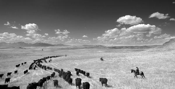 Barbara Van Cleve - Cow Country - Archival Pigment Print Photograph - 12.5 x 19 inches