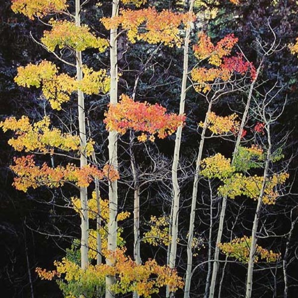 Christopher Burkett - Truffula Aspens - Cibachrome Photograph - 30 x 30 inches - Here's what Christopher Burkett says about this image: <br> <br>In 2003 my wife Ruth and I were photographing in Colorado and were returning to our campground after a rather uneventful day. Ruth was driving, as always, and I was still looking for a photograph, as always. As the sun was setting, we sped by this really unusual clump of aspen trees at 50 mph and I instantly saw they had photographic potential but the light was all wrong that evening. <br> <br>The next morning we set out before sunrise and came back to this spot. Ruth was surprised that I knew exactly where to go as I hadn’t mentioned anything about seeing it the previous day. With this particular scene I knew precisely where to put my camera and tripod and used my 250mm Superachromat lens on my Hasselblad with Velvia 50 film. This lens has exceptional sharpness and perfect color correction, and thus perfectly resolved the details and color differentiations in the leaves. <br> <br>After the camera was set up, I waited a few minutes until the early rays of sunrise were almost in the scene but not quite. You can see a bit of bright sunlight on the background trees at the top of the photo. Over the years I’ve learned to photograph using that marvelous glowing quality and color of light with the rising sunlight skimming the air over the scene but not hitting it directly. The closer the sunlight is to striking the scene the more pronounced the effect. You need to set up ahead of time, since you have only 15- 30 seconds before the sunlight hits the scene and spoils the glowing effect with harsh contrast. <br> <br>The brightly colored leaves picked up the glowing light from the rising sun while the background was dark, illumined only by the dark blue sky. The intense color contrast between the background blue-blacks and the warm glow of the bright leaves gives great depth and a dynamic quality to the image. This photograph is enjoyable to print, although I need to simultaneously use two dodging wands. There’s a lot of dodging needed to balance the tonalities and densities of the “pom-poms” on the trees. Viewing the finished prints, the clumps of leaves seem like clouds, alive with color and light, floating in the midst of the mysterious dark forest. Light in the darkness, a welcome sight.
