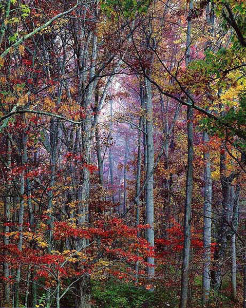 Christopher Burkett - Glowing Autumn Forest, Virginia border=