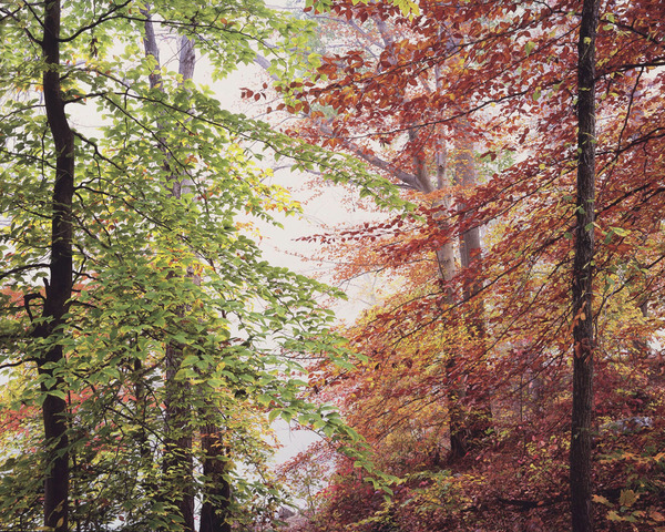 Christopher Burkett - Peaceful Autumn Forest border=