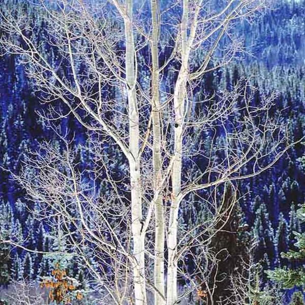 Christopher Burkett - Triune Winter Aspen, Colorado - Cibachrome Photograph - 40 x 40 inches