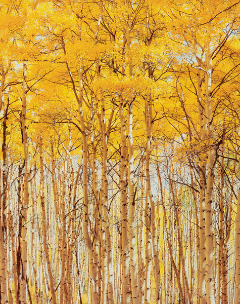 Christopher Burkett - Bright Sunny Aspens, Colorado - Cibachrome Photograph - 40 x 30 inches