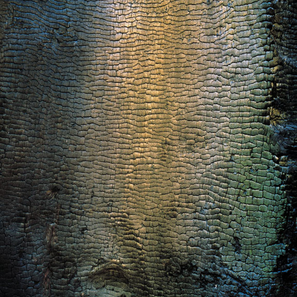 Christopher Burkett - Iridescent Charred Tree, California - Cibachrome Photograph - 30 x 30 inches