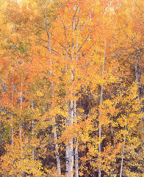 Christopher Burkett - Crystal River Aspens, Colorado - Cibachrome Photograph - 40 x 30 inches