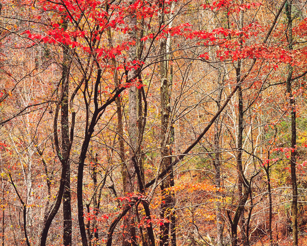 Christopher Burkett - Bold Autumn Forest, Tennessee - Cibachrome Photograph - 30 x 40 inches