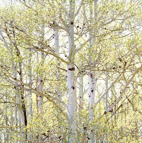 Christopher Burkett - Spring Aspens and Sunlight, Colorado - Cibachrome Photograph - 20 x 20 inches - Here's what Christopher Burkett says about this image: <br> <br>In the spring of 1990 I found myself photographing in Colorado. I had been selected to do a book that combined the poetry of Robert Frost with my photographs, to be published by the Henry Holt company. The book was to be titled “Seasons” with poems and images in four sections, one for each season. The photographs were not intended to illustrate specific poems but to complement groupings of Frost’s poems which had been selected for each season. <br> <br>I was putting together sequences of images to be used in the book but found I was a bit shy of photographs made in the spring. I had made some new photographs in Oregon but felt I needed a few more images to make the Spring sequence work. Thus this photograph, the only one I’ve made for a specific project (although I would have made it regardless). <br> <br>The aspen leaves were just beginning to come out, it was the middle of the day with bright sun and this group of aspen trees had particularly white trunks. Aspen trunks can vary from white, gray or shades of greenish-gray or brownish-gray, depending on the individual grove of trees. <br> <br>I used my Zeiss 250mm lens on my Hasselblad camera to make this image on Fujichrome 50 film and printed it in 1992 as I was working on the book layout. The Superachromat lens has remarkable sharpness and perfect color rendering with no aberrations. The delicacy of the light gold leaves and very subtle colors throughout the trunks is reproduced wonderfully in the Cibachrome prints. <br> <br>It’s a luminous image full of light which brings to mind one of my favorite poems by Frost: “Nature’s first green is gold, her hardest hue to hold. Her early leaf’s a flower, but only so an hour…”