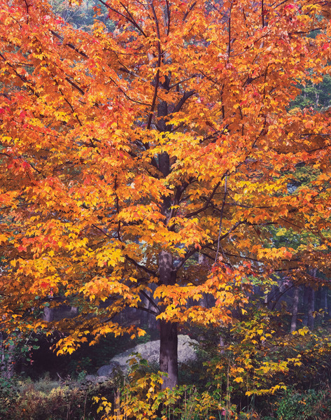 Christopher Burkett - Illumined Sugar Maple, Vermont - Cibachrome Photograph - 40 x 30 inches - Also Available in <br>20 x 24 inches <br>40 x 50 inches