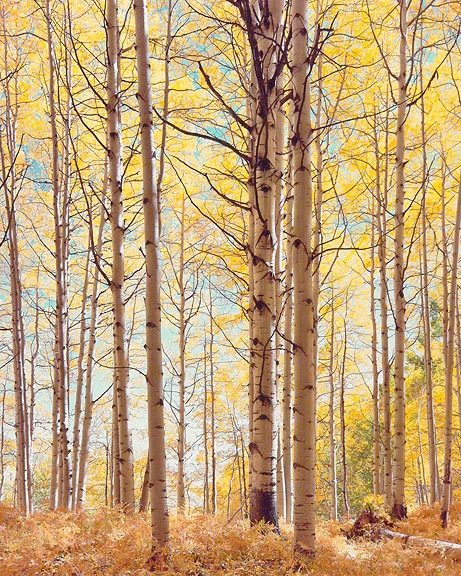Christopher Burkett - Translucent Forest, Colorado - Cibachrome Photograph - 24 x 20 inches - Here's what Christopher Burkett says about this image: <br> <br>This image was made in 2003 during one of those autumns in Colorado when all of the conditions come together to create a high potential for creative and worthwhile photographs. In this case, we were high in the mountains in an area filled with thick aspen forests at their full peak of color. There was no wind for several days, a huge blessing, and the forest was full of the promise of exciting images if I could but see them. <br> <br>We parked our vehicle at a turnout on the dirt road we were traveling on and I hiked up a ravine that was filled with trees. While the ravine seemed to have lots of potential I couldn’t find an image that captured the feeling of enveloping light. After about an hour of searching, while working my way up the ravine, I finally came to the top of the ridge. <br> <br>As I gazed to the east I found the image that had been calling to me. I looked long and hard at the situation and hoped that the light would remain constant, as it was a long hike back to the van to get the 8x10 equipment. Calling Ruth on the two-way radios we carry with us, I met her back at the vehicle and we packed up several cases of equipment and the tripod. <br> <br>We practically ran up the hill, or at least jogged, considering the high altitude and the 100 pounds of gear we were carrying. It was quite a hike including up and over, sometimes under, fallen trees and various other obstacles. <br> <br>I used my 300mm Apo-Sironar-S lens at f/32-1/2 on Fujichrome 100 film, using the maximum amount of front rise that the lens would allow. This not only prevented a keystoning effect but also gave the visual qualities I was looking for. The center of the lens image is actually near the bottom of the photograph. As you look toward the top, the trees seem to soar upwards. This is actually the visual effect you see when in the forest looking up at the trees but it cannot be obtained photographically without the use of view camera adjustments. <br> <br>More than any of my other photographs this image seems to capture a sense of peaceful, enveloping light and the taste and fragrance of a heavenly place just beyond the veil of this physical world.