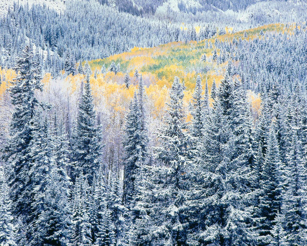 Christopher Burkett - Early Winter Snowfall, Colorado border=