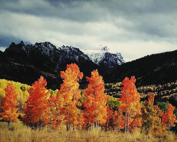 Christopher Burkett - Orange Aspens, Owl Creek Pass, Colorado border=