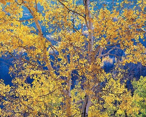 Christopher Burkett - Radiant Mountain Aspen, Colorado - Cibachrome Photograph - 30 x 40 inches