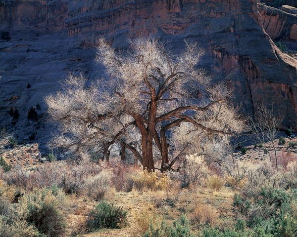 Christopher Burkett - Cottonwood and Light, Utah - Cibachrome Photograph - 30 x 40 inches