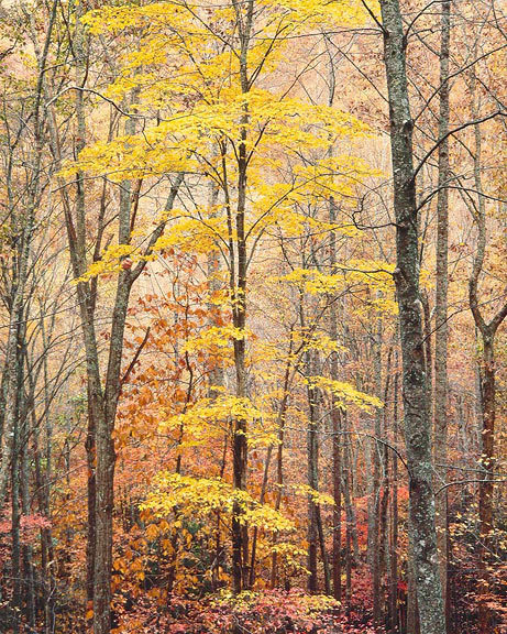 Christopher Burkett - Yellow Maple, Forest and Light. VA border=
