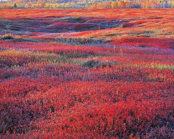 Christopher Burkett - Sunrise and Autumn Blueberries, Maine - Cibachrome Photograph - 30 x 40 inches