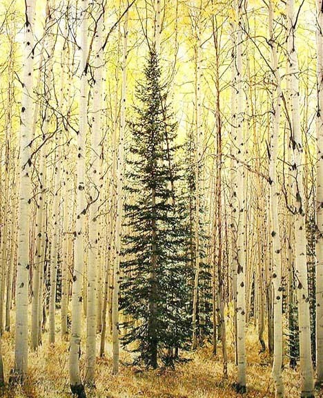 Christopher Burkett - Spruce and Bright Aspen Forest, Colorado - Cibachrome Photograph - 40 x 30 inches