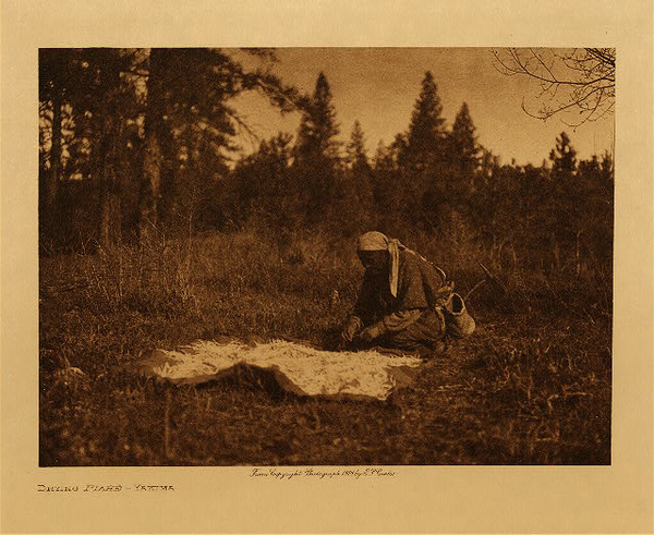 Edward S. Curtis - Drying Piahe - Yakima border=