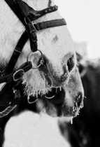  Title: Horse Power , Date: 2007 , Size: 20 x 13 7/8 inches , Medium: Archival Pigment Print , Signed: L/R , Edition: 13/150