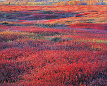  Title: Sunrise and Autumn Blueberries, Maine , Size: 30 x 40 inches , Medium: Cibachrome Photograph , Signed: L/R , Edition: #276