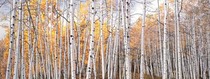  Title: Golden Aspen Glade, Colorado , Size: 20 x 50 inches image , Medium: Cibachrome Photograph , Signed: L/R , Edition: #85