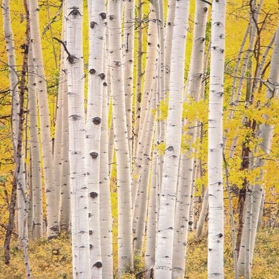  Title: Aspen Glow , Size: 30 x 30 inches , Medium: Cibachrome Photograph , Signed: Signed , Edition: #3