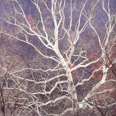  Title: Sycamore and Hillside, West Virginia , Size: 30 x 30 inches , Medium: Cibachrome Photograph , Signed: L/R