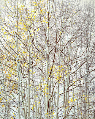 Christopher Burkett - Aspen Ethos, Colorado - Cibachrome Photograph - 40 x 30 inches - Here's what Christopher Burkett says about this image: <br> <br>In 2006 Ruth and I went on another cross country photo trip, first stopping in Colorado. When we arrived, the aspen trees were in full color and the weather was sunny and relatively calm. I was able to make some photographs under those conditions in about six days, including “Cheerful Aspens,” “Forest Light” and “Oxbow Aspens.” <br> <br>But then a vigorous storm, with gusty rain mixed with snow, came in for two days, so we retreated to a hotel in Crested Butte until the storm passed. When we ventured out we discovered that the storm had stripped almost all of the leaves off the trees. That was the bad news. The good news was that the wind was calm and the sky overcast, so there was still potential for some good images. <br> <br>We loaded up our camper van and headed back into the mountains, finding this tree about ten miles west of Crested Butte. To the casual eye, it might have seemed as though there wasn’t much to photograph here. But from experience I knew that between the soft light and the delicate tonal relationship between the overcast sky, the white tree branches would record quite well on the transparency film. And I knew what I could do with that film in my darkroom to make a luminous print. <br> <br>One of the unique properties of printing positive to positive images onto Cibachrome, (as opposed to the usual negative to negative printing), is that the tone reproduction curve for Cibachrome print material is much like the tone reproduction curve of transparency film. This has its unique pluses and minuses. In this case, I knew that if I exposed the transparency so the image on the film was darker than I wanted the print to be, I could print the image lighter onto Cibachrome and hold more detail and delicacy in the lightest values than if the transparency was as bright as the print I was visualizing that moment. <br> <br>I set up my 8x10 camera, which turned out to be difficult because I had to set up my tripod against a steep slope and use the rising front on the camera to the maximum amount to avoid the “converging verticals” effect (the top of vertical items tilt toward the center). A compendium lens shade was necessary to avoid flare from the sky but the only way to confirm that it wasn’t going to vignette the image was to remove the camera back and examine the aerial image. <br> <br>Using my spotmeter, I placed the lighter trunk values on Zone V, middle grey, knowing I would reproduce those tones on the final print about 1.5 stops brighter, on Zone VI 1/2. As is often the case, I made only one exposure of this image, confident the exposure was correct and the wind was calm. When I later examined the processed film in my darkroom I knew the image had potential but it wasn’t until seven years later that I finally printed the image for the first time. <br> <br>I spent three full days working on making a print that expressed what I visualized and felt when I first saw the tree. It took a lot of re-dos on the contrast masking and many full size work prints to fine tune the color balance since the colors and tones are quite delicate. <br> <br>I titled it Aspen Ethos because for me this image could have the feeling of an archetype of the great aspen forests of Colorado and the west.