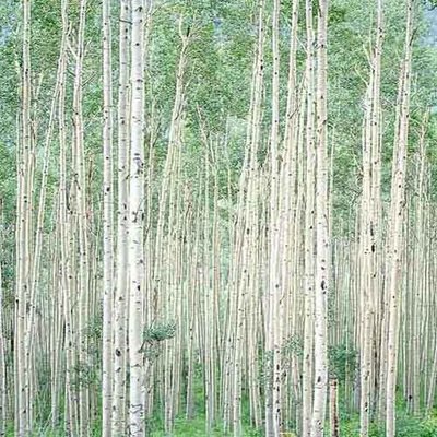 Christopher Burkett - Summer Aspen Forest, Colorado - Cibachrome Photograph - 30 x 30 inches - Here's what Christopher Burkett says about this image:<br><br>In the summer of 1999 I had a gallery opening at Valley Fine Art in Aspen, Colorado. Ruth and I flew to Denver, rented a car and drove to Aspen. I brought a stripped down version of my Hasselblad outfit and tripod on the plane with us in the hopes of perhaps finding a photograph on our way to or from the gallery.<br><br>The day after the gallery opening we headed west on Highway 82 which goes over Independence Pass. As usual, Ruth was driving so I could be looking for photographs. Depending on the area I’ll often ask Ruth to drive at a specific speed depending on my ability to evaluate the constantly changing scene for worthwhile images. In this case I asked her to drive at 27 mph.<br><br>We had good weather with no wind and high clouds that weren’t too thick. The quality of light on an overcast day varies tremendously from heavy flat “dead” light to “cloudy bright” which can have highly directional light but still softer than sunlight. “Dead light” I’ve never found useful for any worthwhile photograph: there’s something about it that just sucks the life out of a scene. Any other type of overcast light is workable depending on the subject matter and the intent of the photographer. In this case we had overcast light which had life in it and although it was soft and non-directional it still showed the shape and form of objects.<br><br>We came upon this scene I saw it instantly and asked Ruth to pull over now. She stopped the car as soon as she could and backed up to this spot. The light was perfect for the scene, soft and delicate yet with beautiful edge lighting on both sides of the aspen trunks. It was the remarkable lighting which made this scene something special and drew me to it.<br><br>I used a 100mm lens on my Hasselblad and exposed the Velvia 50 film slightly darker than I wanted the Cibachrome print to be so it would hold the delicate shape of the aspen trunks. When I saw the film later I knew it had potential but would be tricky to print. It wasn’t until two years later that I was able to do it. The tonal values are close together with no true whites or deep blacks and is very sensitive to slight changes in overall color balance.<br><br>For me it is a quiet, tranquil and peaceful image.