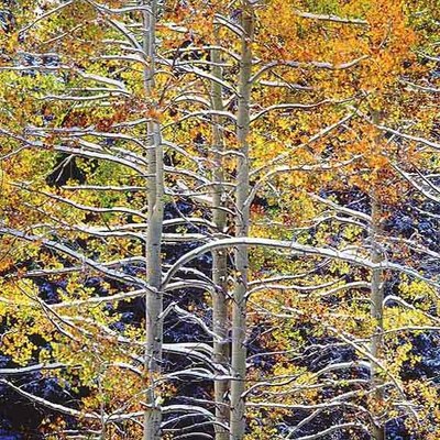 Christopher Burkett - Luminous Aspens with Snowy Branches - Cibachrome Photograph - 20 x 20 inches