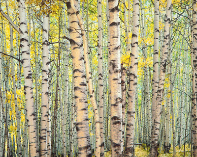  Title: Trout Creek Aspen Forest, Colorado , Size: 30 x 40 inches , Medium: Cibachrome Photograph , Signed: L/L , Edition: #10