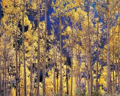 Christopher Burkett - Telluride Aspens, Colorado - Cibachrome Photograph - 30 x 40 inches - Here's what Christopher Burkett says about this image:<br><br>In 1997, Ruth and I went on our annual fall photo trip, traveling first to Colorado, then on the east coast. We happened upon Colorado at just the right time for the changing of the Aspen trees. The aspens slowly change color but after they reach peak color, the leaves hang on by only a thread and one windstorm will drop them to the ground overnight. Also, they’re not called “quaking aspen” without a reason, as even the slightest breeze will cause every leaf to flutter and shimmer in the wind. So it is necessary to have no wind, not even a slight breath, in order to have a sharp photograph. As you can imagine, this is not easy to come by in the Rocky Mountains in the fall!<br><br>That fall, we photographed for about a week in Colorado, traveled up and down the mountains throughout the state. At the beginning of that week, the leaves were at or near peak color and at the end of the week, they were all on the ground. We were fortunate to come away with a few good images, including this one and Radiant Mountain Aspen.<br><br>This image was taken just outside of Telluride, on the road that goes to the gold mine east of town. It was a hot afternoon and Ruth and I were looking for a place to rest up a bit from our travels. The road runs right along the side of the steep mountain slope. We parked along the side of the road and took our miniature schnauzer, Smoky, for a walk. I was struck by the beautiful light coming through the trees, which was made more luminous by the deep blues of the distant mountainside in shadow. I knew that if the wind would allow, that this was a rare photo opportunity.<br><br>The exposure of the film was critical, as the tonal range of the scene surpassed the ability of the film to record all of the values. Even so, I knew that it was only barely printable, even using extraordinary masking techniques. I was not sure if it was possible, but the scene demanded photographing! I used a 300mm Schneider Apo Sironar-S, a modern, highly-corrected lens. The camera was set up and carefully leveled, using the rising front to nearly its full extension. This avoided any keystoning effect and gave the required composition. I exposed three sheets of film, using the same exposure for all of them, in order to insure against any subject motion.<br><br>As expected, the transparency was extremely difficult to print. I could probably not have printed it even a year or two earlier. I had to remake the contrast mask numerous times. The problem lies in the extreme contrast of the transparency. When reducing the contrast, it is an extremely fine line between having an image which is too flat and loses shape and brilliance and one that is too contrasty and unprintable. Even so, very precise dodging and burning is required in order to make the final print. Each one is quite difficult to produce, treading a fine line to achieve maximum luminosity in every part.<br><br>To me, the golden leaves in the final print, surrounding the progression of trunks in the foreground, appear almost as flames, set against the cobalt blues of the background. To me, there is a sense of that “fire of life” which breathes life into all of creation.