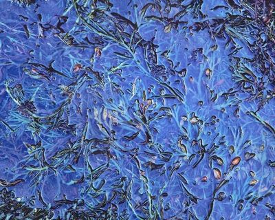 Christopher Burkett - Blue Melange, Maine - Cibachrome Photograph - 30 x 40 inches