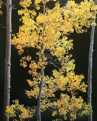 Christopher Burkett - Graceful Aspen, Colorado - Cibachrome Photograph - 40 x 30 inches