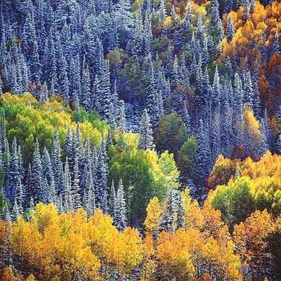  Title: Snowy Mountainside, Aspens and Sunlight , Size: 30 x 30 inches , Medium: Cibachrome Photograph , Signed: Signed , Edition: #22