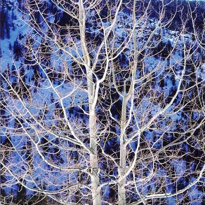 Christopher Burkett - Glowing Winter Aspen, Colorado - Cibachrome Photograph - 30 x 30 inches