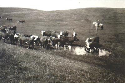  Title: A Cowboy and His Cattle , Date: c. 1910 , Size: 2 ¼ x 3 ¼ inches , Medium: Vintage Silver Gelatin Photograph
