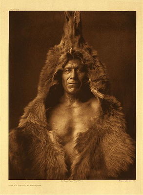 Edward S. Curtis -   Plate 150 Bear's Belly - Arikara - Vintage Photogravure - Portfolio, 22 x 18 inches - Born in 1847 in present-day North Dakota, Bear's Belly was a highly respected and honored warrior of the Arikara tribe. <br><br>He acquired his bearskin in a dramatic battle in which he single-handedly killed three bears, thus gaining his sacred medicine to remain part of him always.<br><br>"Needing a bear-skin in my medicine-making, I went into the White Clay hills. Coming suddenly to the brink of a cliff I saw below me three bears. <br><br>I wanted a bear, but to fight three was hard. I decided to try it, and, descending, crept up to within forty yards of them. I waited until the second one was close to the first, and pulled the trigger. <br><br>The farther one fell; the bullet had passed through the body of one and into the brain of the other. The wounded one charged, and I ran, loading my rifle, then turned and shot again, breaking his backbone. He lay there on the ground only ten paces from me. <br><br>A noise caused me to remember the third bear, which I saw rushing upon me only six or seven paces away. I was yelling to keep up my courage, and the bear was growling in his anger. He rose on his hindlegs, and I shot, with my gun nearly touching his chest. <br><br>The bear with the broken back was dragging himself about with his forelegs, and I went to him and said:<br><br>'I came looking for you to be my friend, to be with me always.' Then I reloaded my gun and shot him through the head. His skin I kept, but the other two I sold." <br><br>Volume V, The North American Indian <br>"Bear's Belly," 1908<br><br>Courtesy of www.CurtisLegacyFoundation.com
