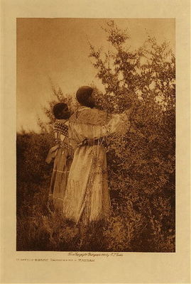 Edward S. Curtis -   Buffalo - Berry Gatherers - Mandan - Vintage Photogravure - Volume, 12.5 x 9.5 inches