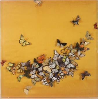 Juan Carlos Collada - Untitled III - Hand Dyed, Hand Painted Feather Butterflies - 36 x 36 x 3 inches