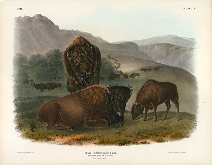 Plate 057 American Bison or Buffalo